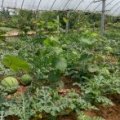 砀山县西瓜大量上市，8到10斤打底