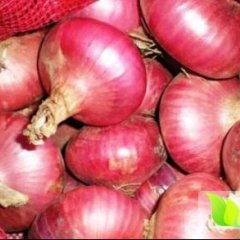 安丘红皮洋葱目前上市价格 符合市场行情