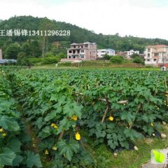 平远县仁居大畲坳黑优大冬瓜 黑冬瓜