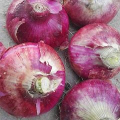 砀山洋葱质量上乘,我老房美霞诚信合作