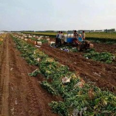 河南周口开封两地代办5月荷兰十五土豆