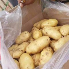 祥符区荷兰十五大量上市