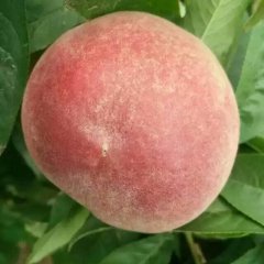 大荔范家邢力强5月突围桃蜜桃