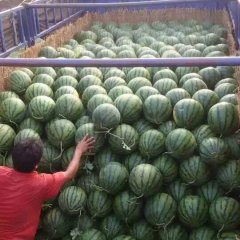 陕西大荔甜王系列西瓜名优产品