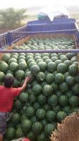 陕西大荔甜王系列西瓜名优产品