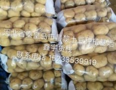 河北昌黎土豆张薯，中薯系列火爆热销