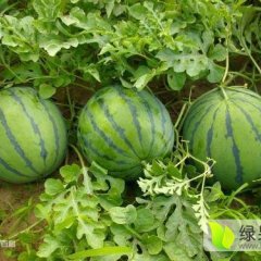 清苑西瓜上货量大,清凉王计良诚信合作