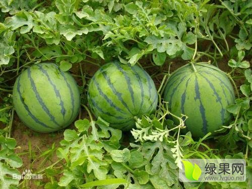 2016年河北清苑京欣价格