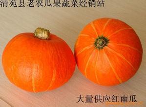 清苑南瓜产销两旺清凉王计良诚信合作