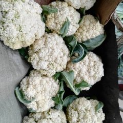 山东平度白面青梗松花菜菜花长势旺盛