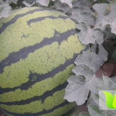 河北隆尧京欣西瓜 瓜形圆润口感沙甜