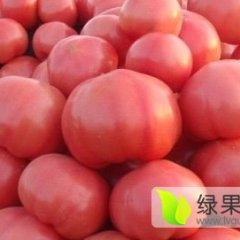 凉棚西红柿大量上市了