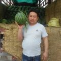 河南西瓜品种众多，纯沙地种植