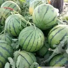 开封县50多年的西瓜历史