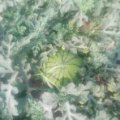 河南商丘无公害西瓜基地京欣西瓜大量上市