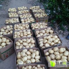 安徽寿县100多亩早大白土豆上市价格随行