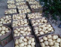安徽寿县100多亩早大白土豆上市价格随行