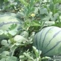 砀山西瓜今日价格0.55-0.6元/斤
