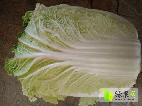 2016年山东东昌府菊锦春白菜价格