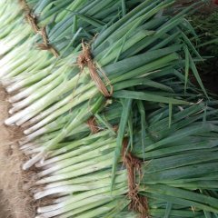 2016东昌府大葱价格波动不大