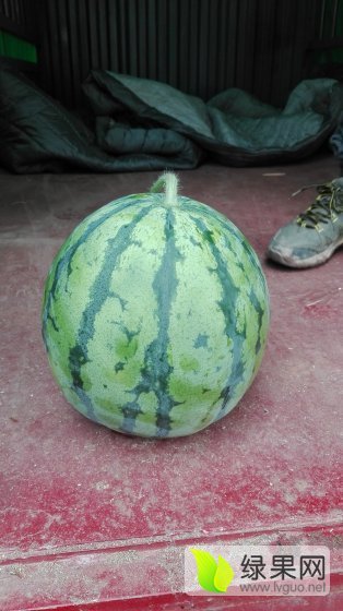 麒麟西瓜价格