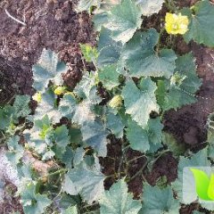 华容东山黄可文6月大青皮冬瓜