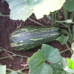 湖南华容密本南瓜价格适宜