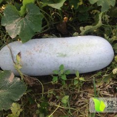 中牟陆地蔬菜再有一个月就大量上市啦