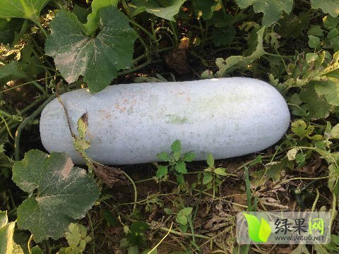 2017年河南中牟小白棒槌冬瓜价格