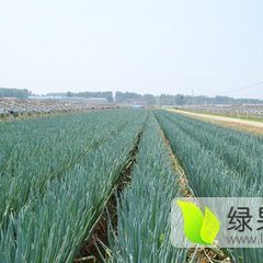 安丘大葱火热抢购中