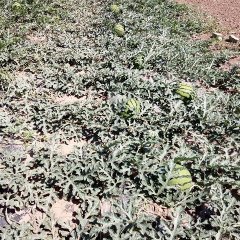 清苑西瓜名优产品,南和李荣振诚信合作