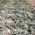 清苑西瓜名优产品,南和李荣振诚信合作