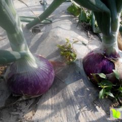 东昌府洋葱货源充足 价格合理 质量好