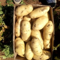 通许土豆聚焦市场,后城马陈光诚信合作