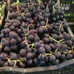 有没有浙江嘉兴大桥镇的巨峰葡萄本地代办