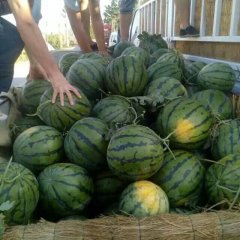 陕西大棚甜瓜火爆招商中