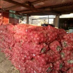 通许县紫皮洋葱疯狂上市，价格价格每天更新！