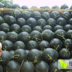 大荔西瓜这几年种植面积越来越大