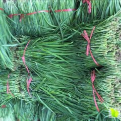 藁城常安王凯5月平韭6号韭菜