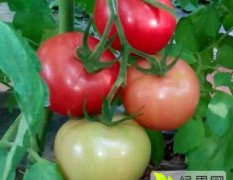 宁城县大城子镇拥有万亩番茄基地，