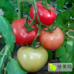 宁城县大城子镇拥有万亩番茄基地，