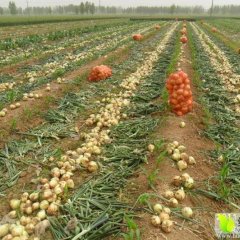 河南省通许县洋葱种植基地