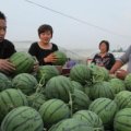 2016潜江西瓜值得出手