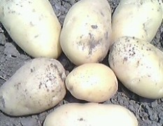 荷兰十五优质土豆出售