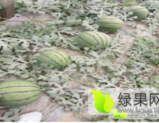 河北保定清苑南王庄西瓜上市火爆预定中！