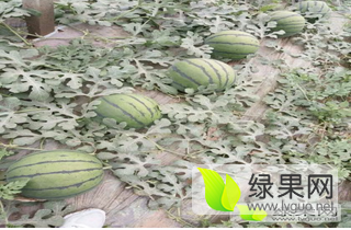 河北保定清苑南王庄西瓜上市火爆预定中！