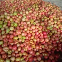 东昌府西红柿随行就市山东刘义财诚信合作