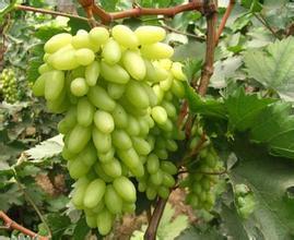 大荔葡萄品质优良,陕西张经理诚信合作