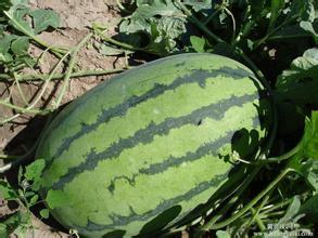 2016大荔西瓜再不来就没机会了！