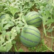 辽宁沈阳潘洋6月京欣西瓜